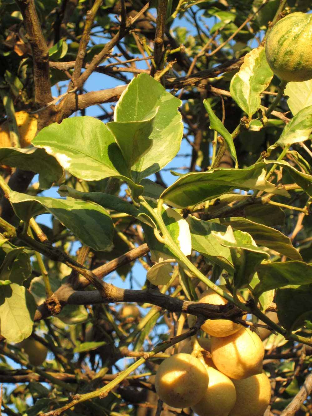            Sun leaves (Pink Variegated, Winter Haven, FL)   